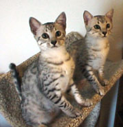 Magic and Tolly