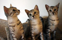 Three lovely heads