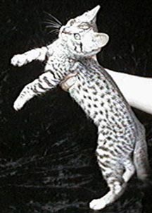 Emau's Sunwapta: A Ghost/Cheetah boy