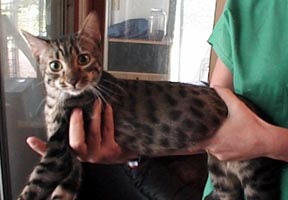 P Emau's Taphenes