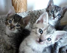 Three Cheetah Babies