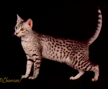 Cheetah