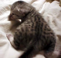 Comet's silver boy