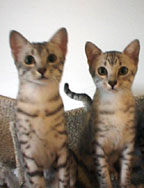 Pounce and the Comet brother