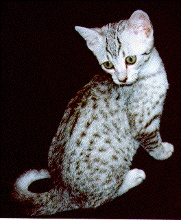 Our baby: Comet