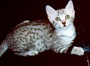 Emau's El-Shahab, Silver Female, Age: 11 weeks