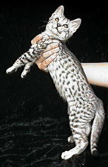 Ethan- a Ghost/Cheetah boy