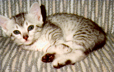 Khepri at 7.5 weeks
