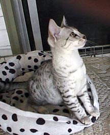 mark at about 14 weeks