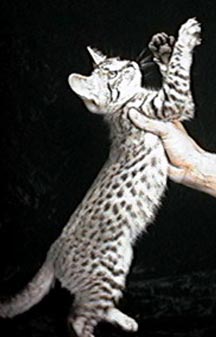 Oreo - a Ghost/Cheetah boy