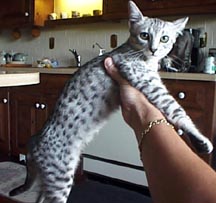 Pounce