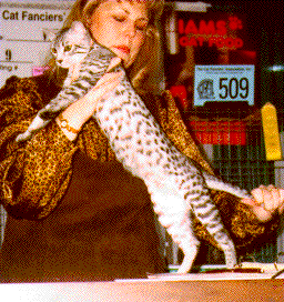 Safari as a kitten at the International in Atlanta