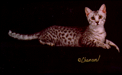 Ch Emau's Never Tease a Cheetah (Tease)